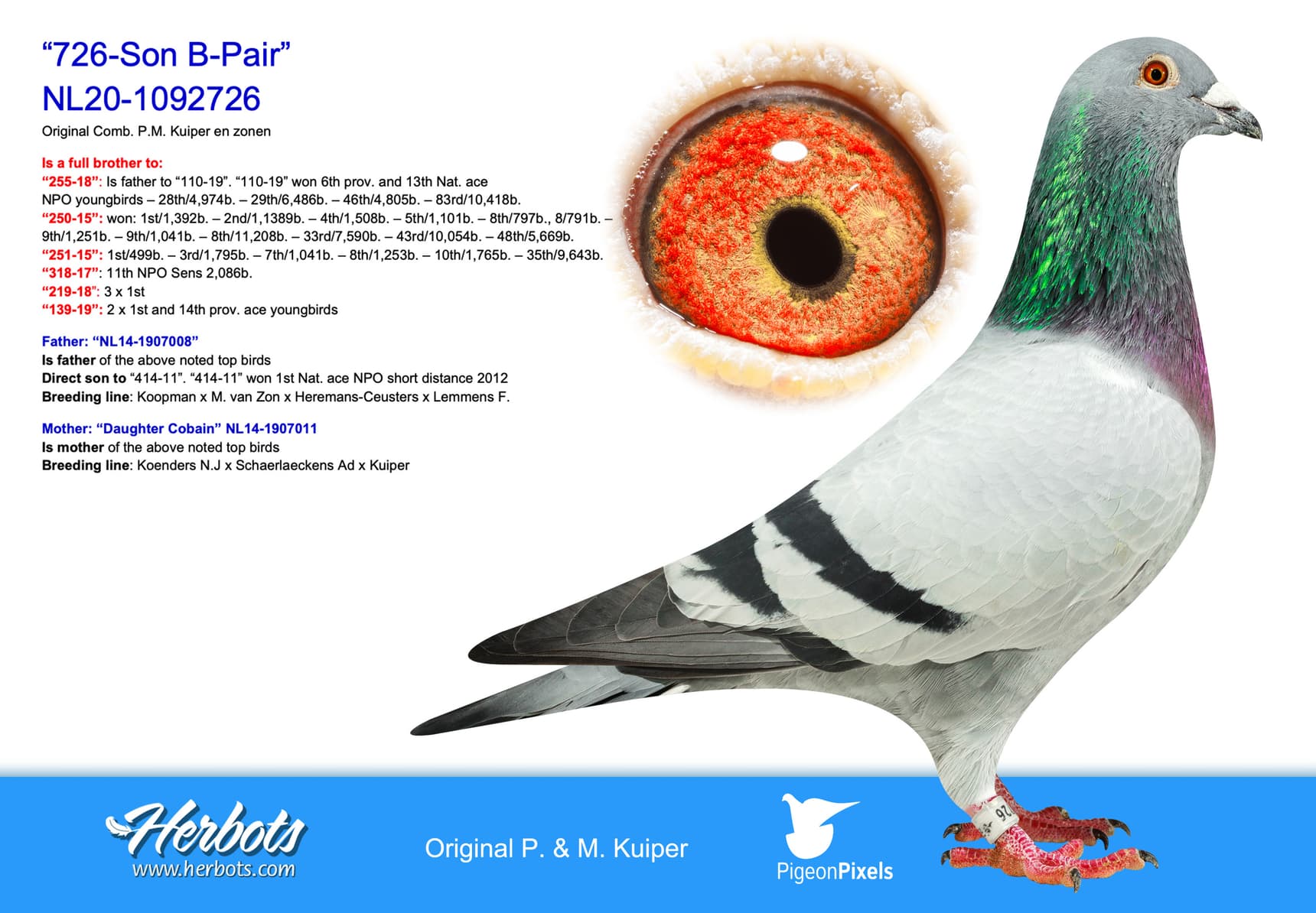 pigeon: undefined