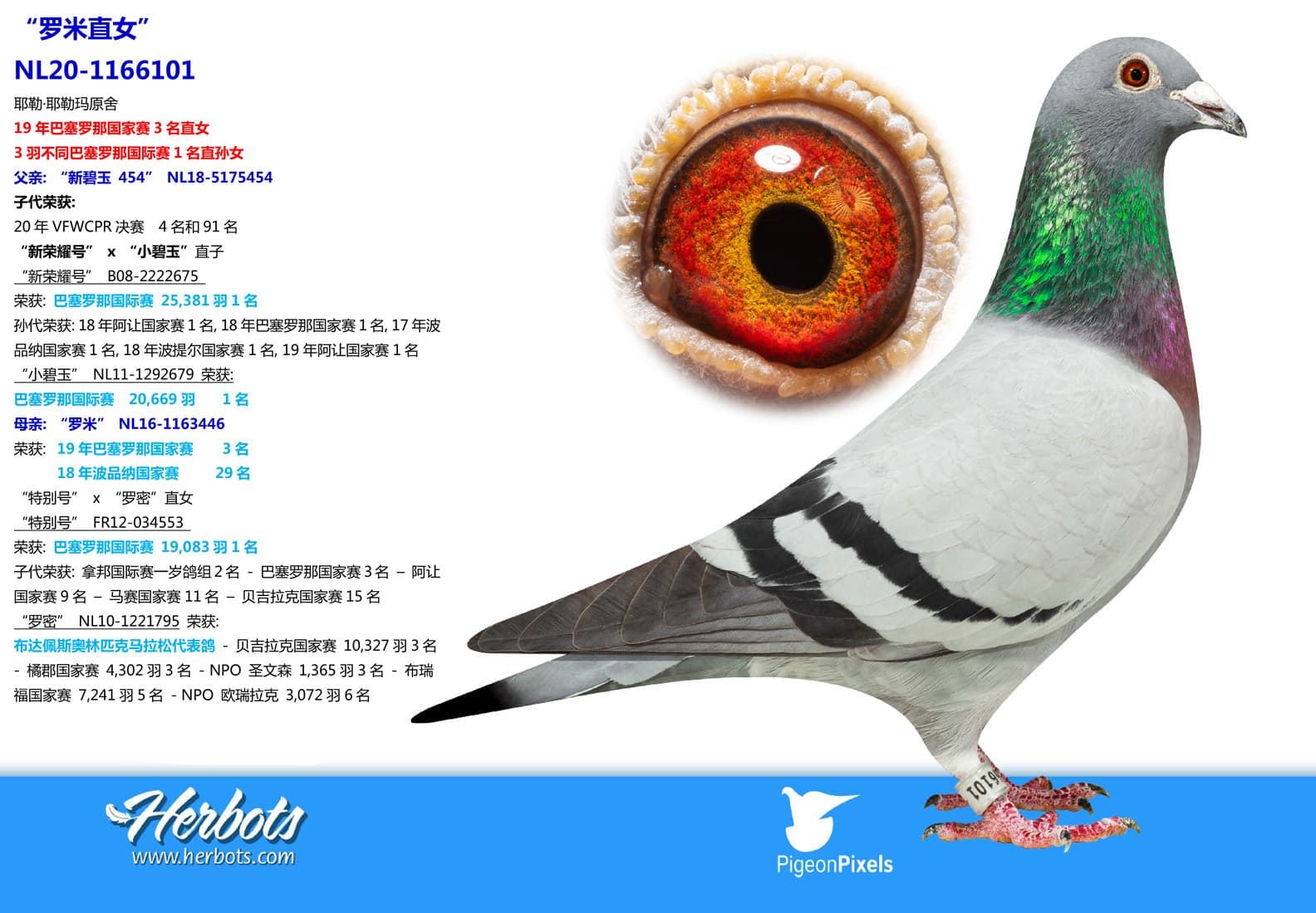 pigeon: undefined