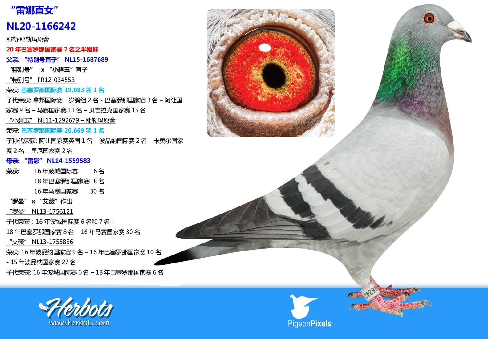 pigeon: undefined