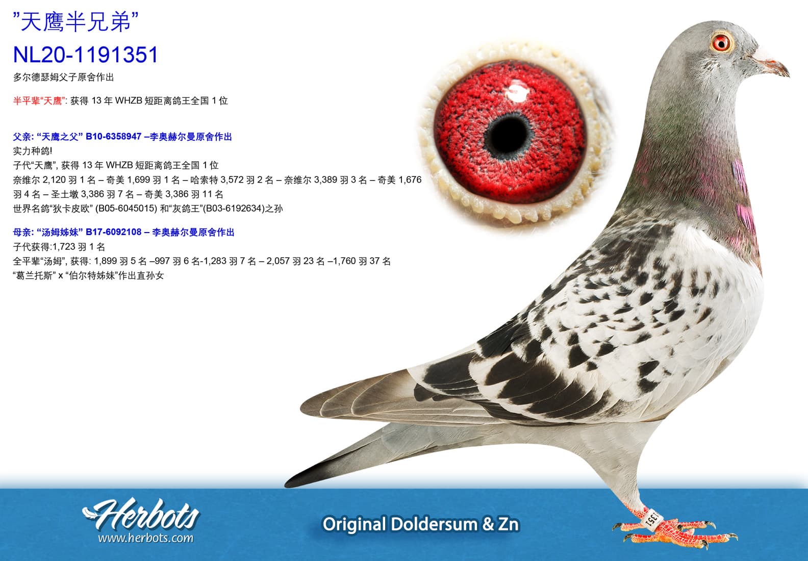 pigeon: undefined