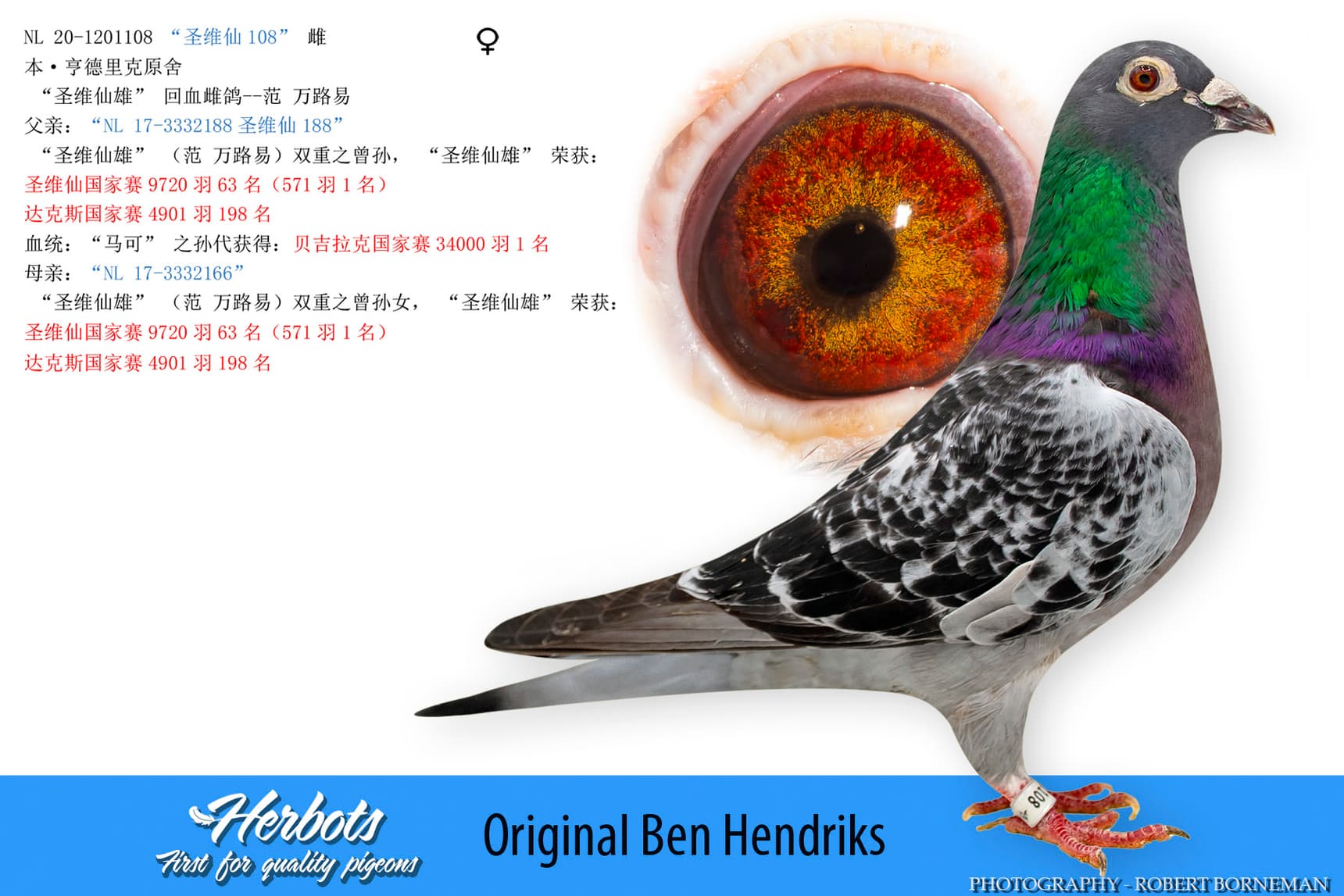 pigeon: undefined
