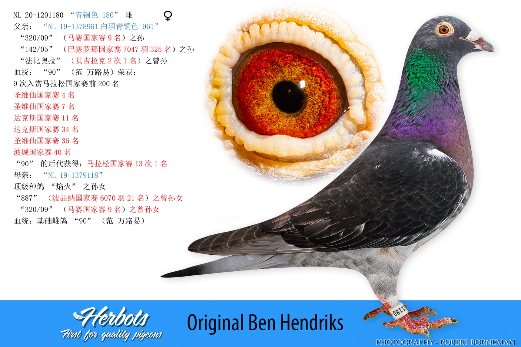 pigeon: undefined