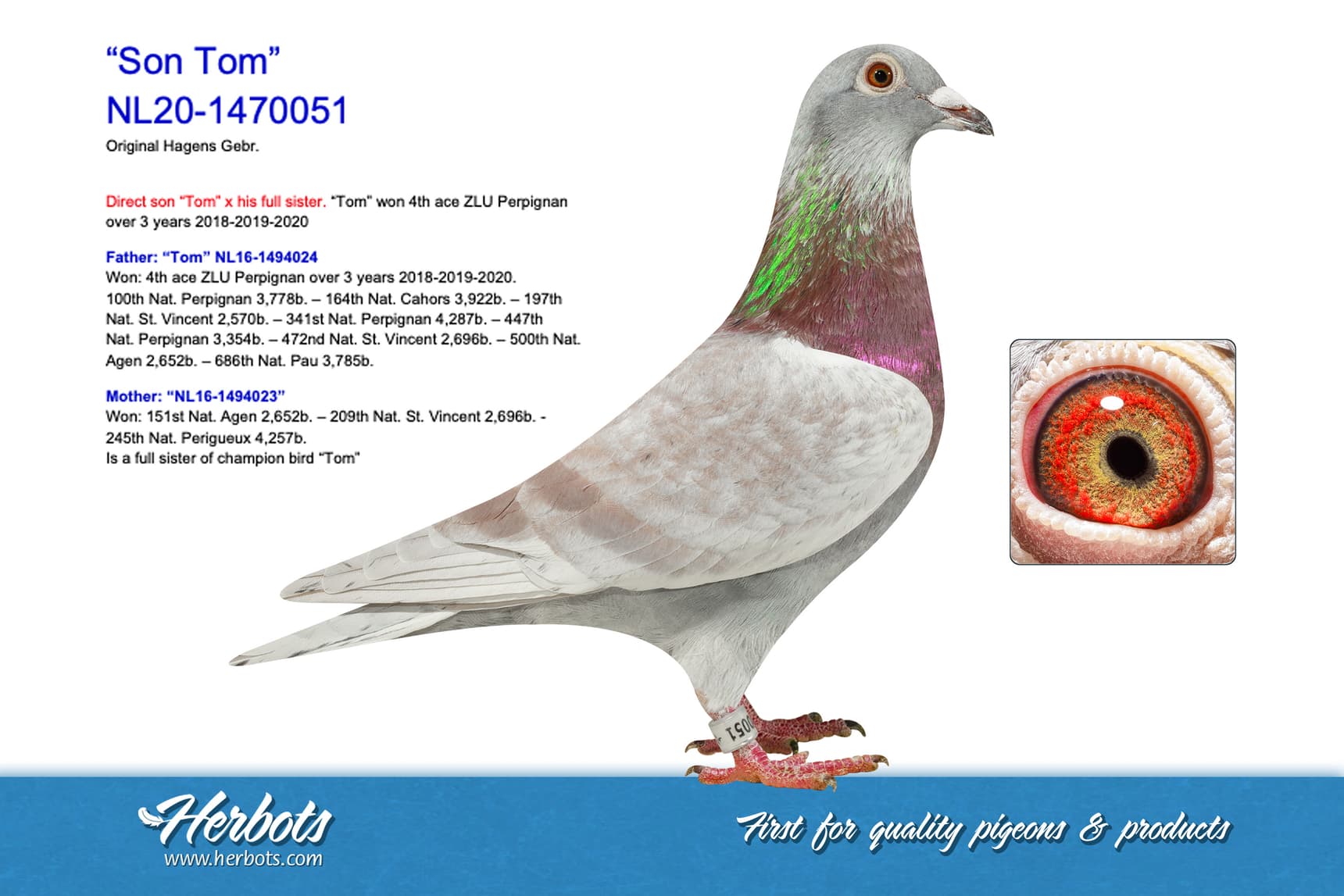 pigeon: undefined