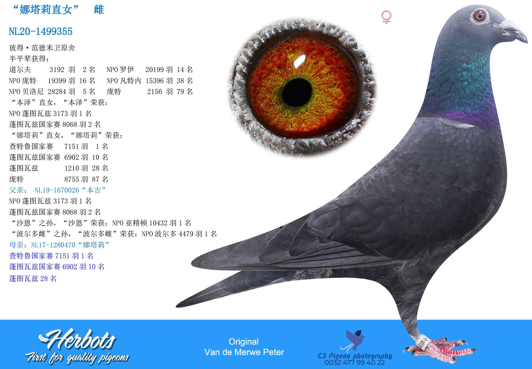 pigeon: undefined