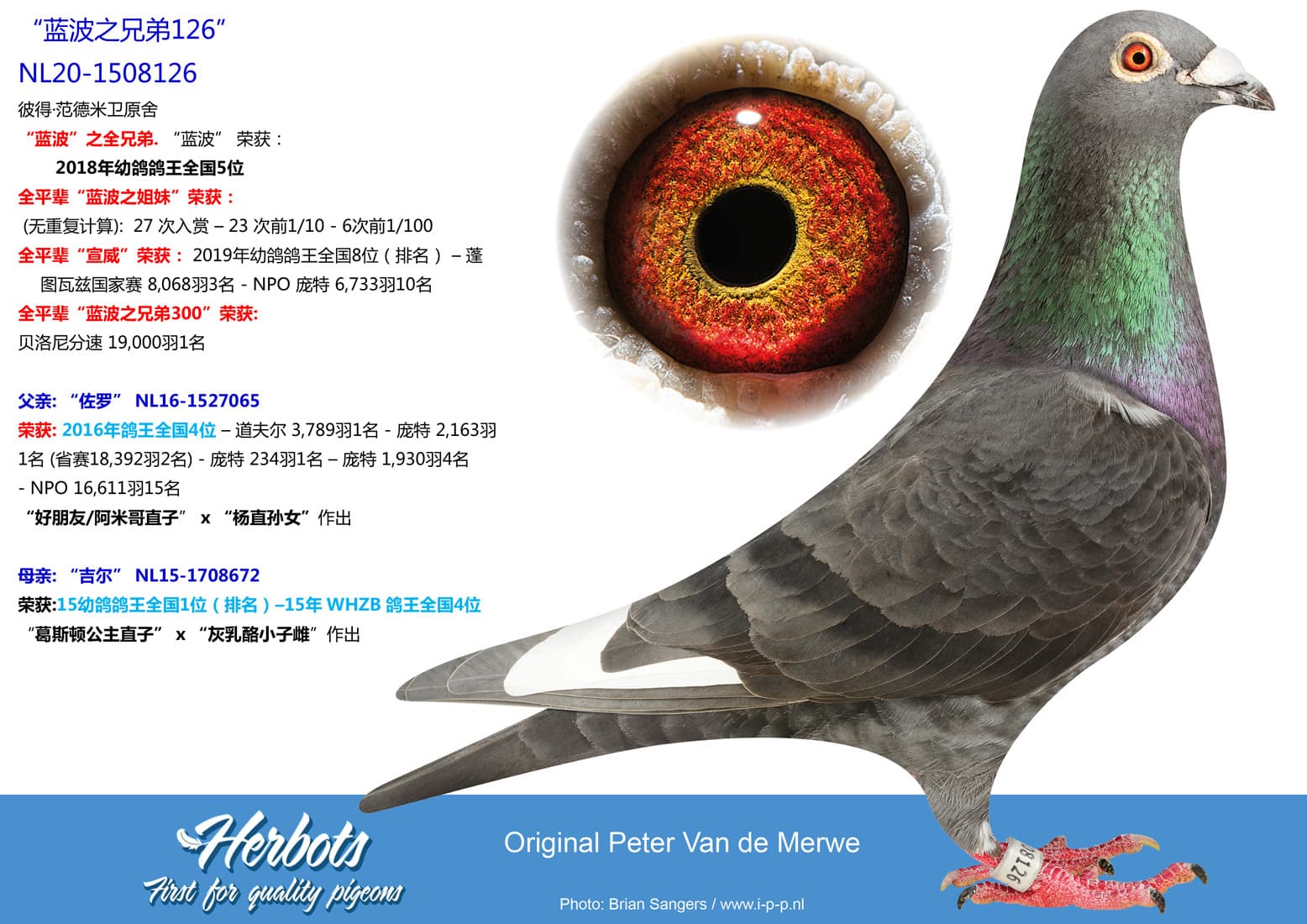 pigeon: undefined