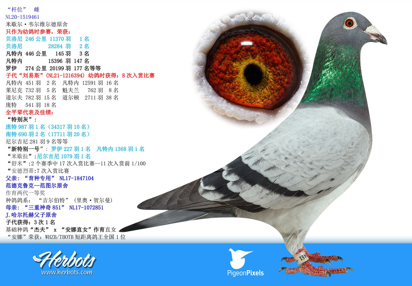 pigeon: undefined