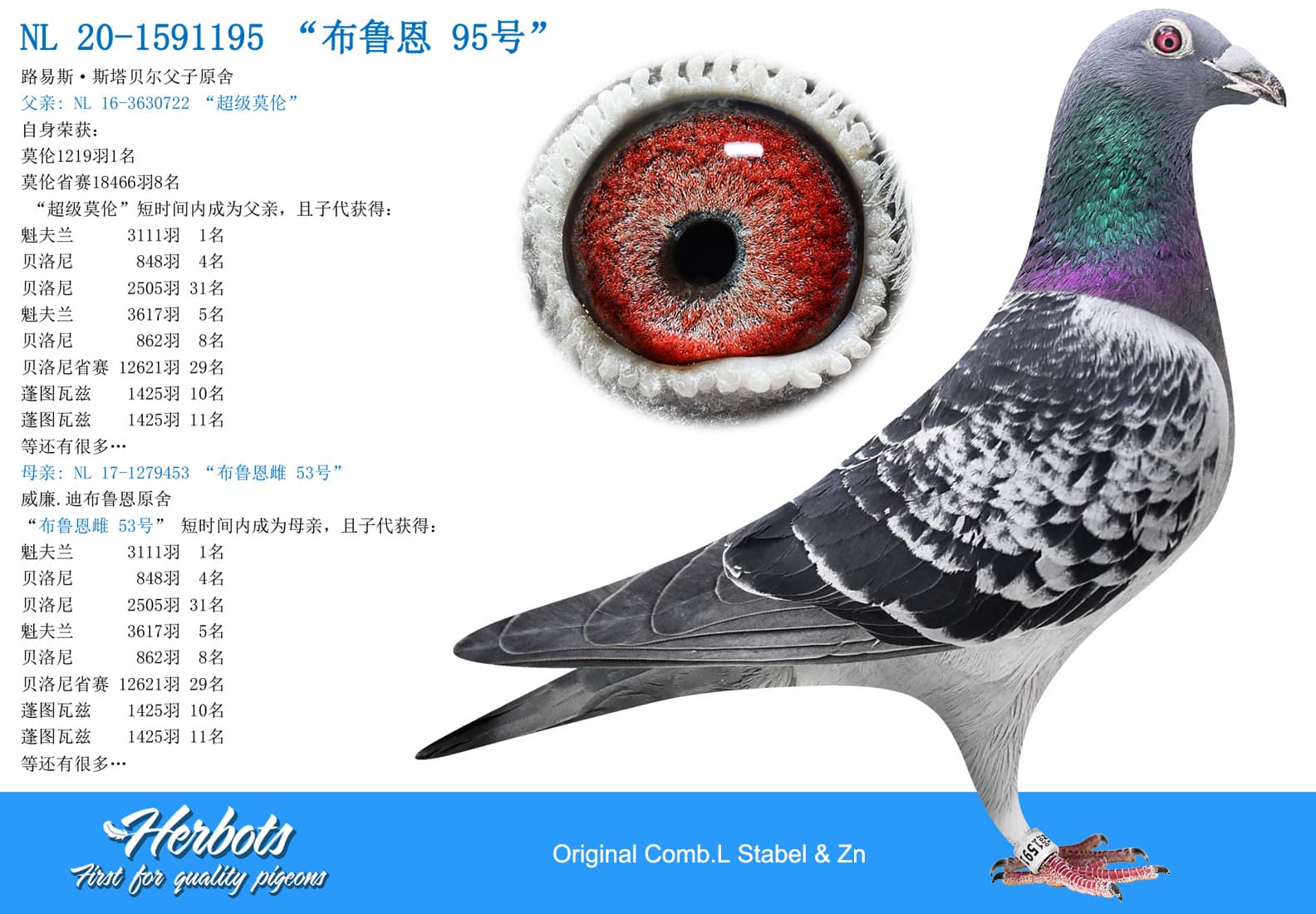 pigeon: “布鲁恩95号”