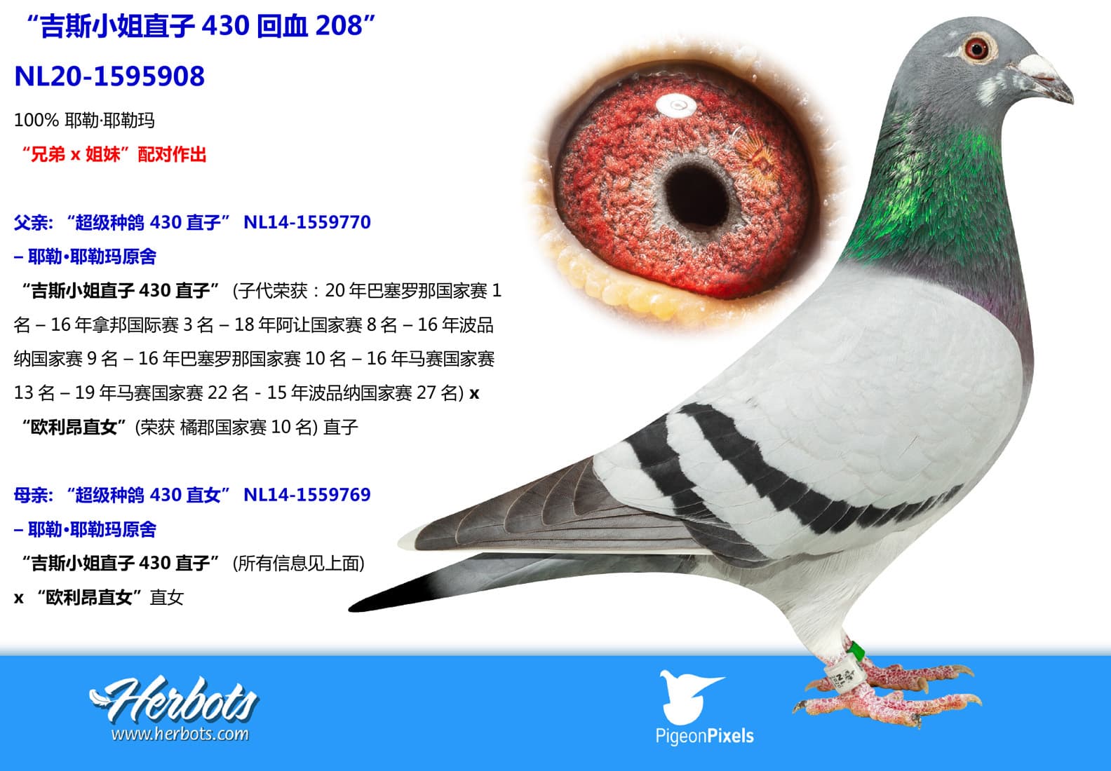 pigeon: undefined