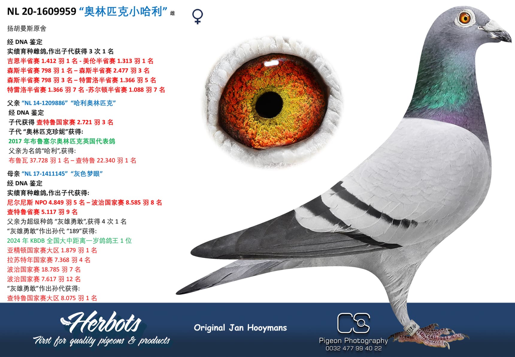 pigeon: “奥林匹克小哈利”