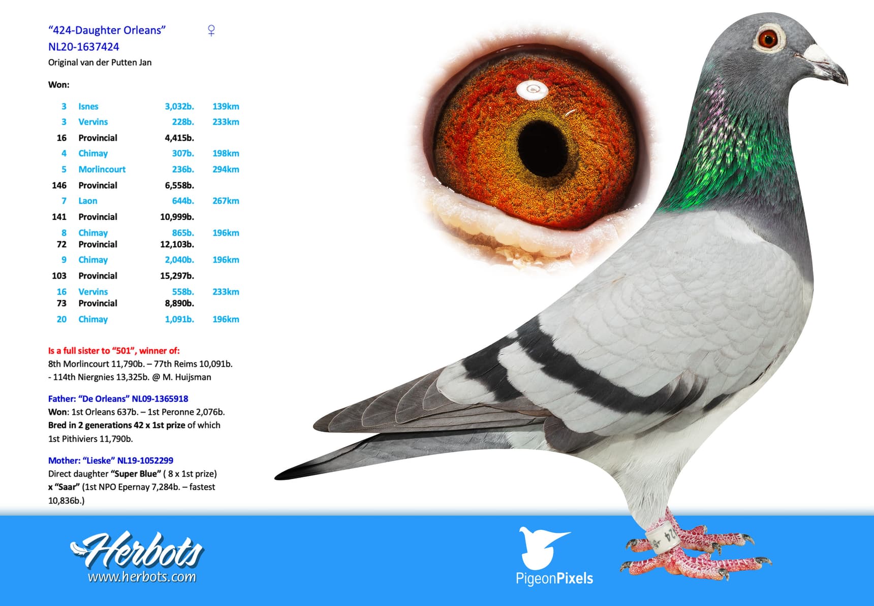 pigeon: undefined
