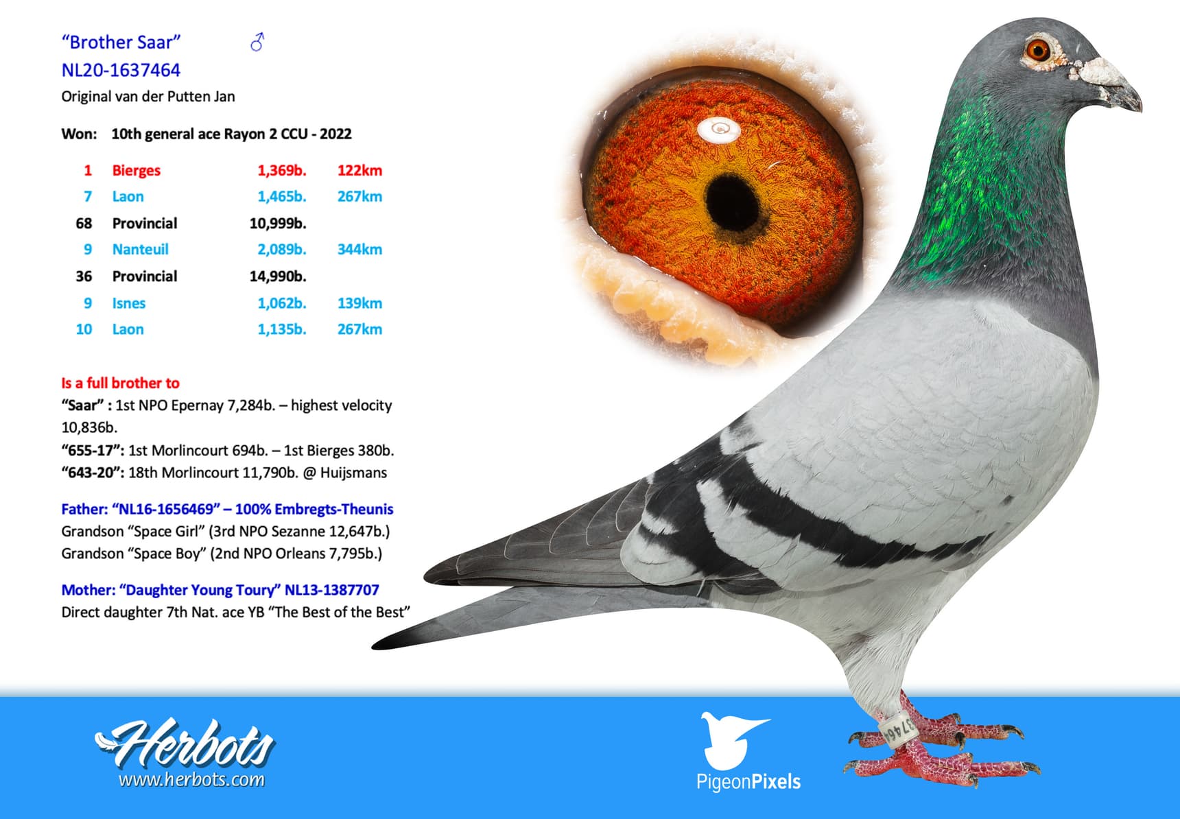 pigeon: undefined