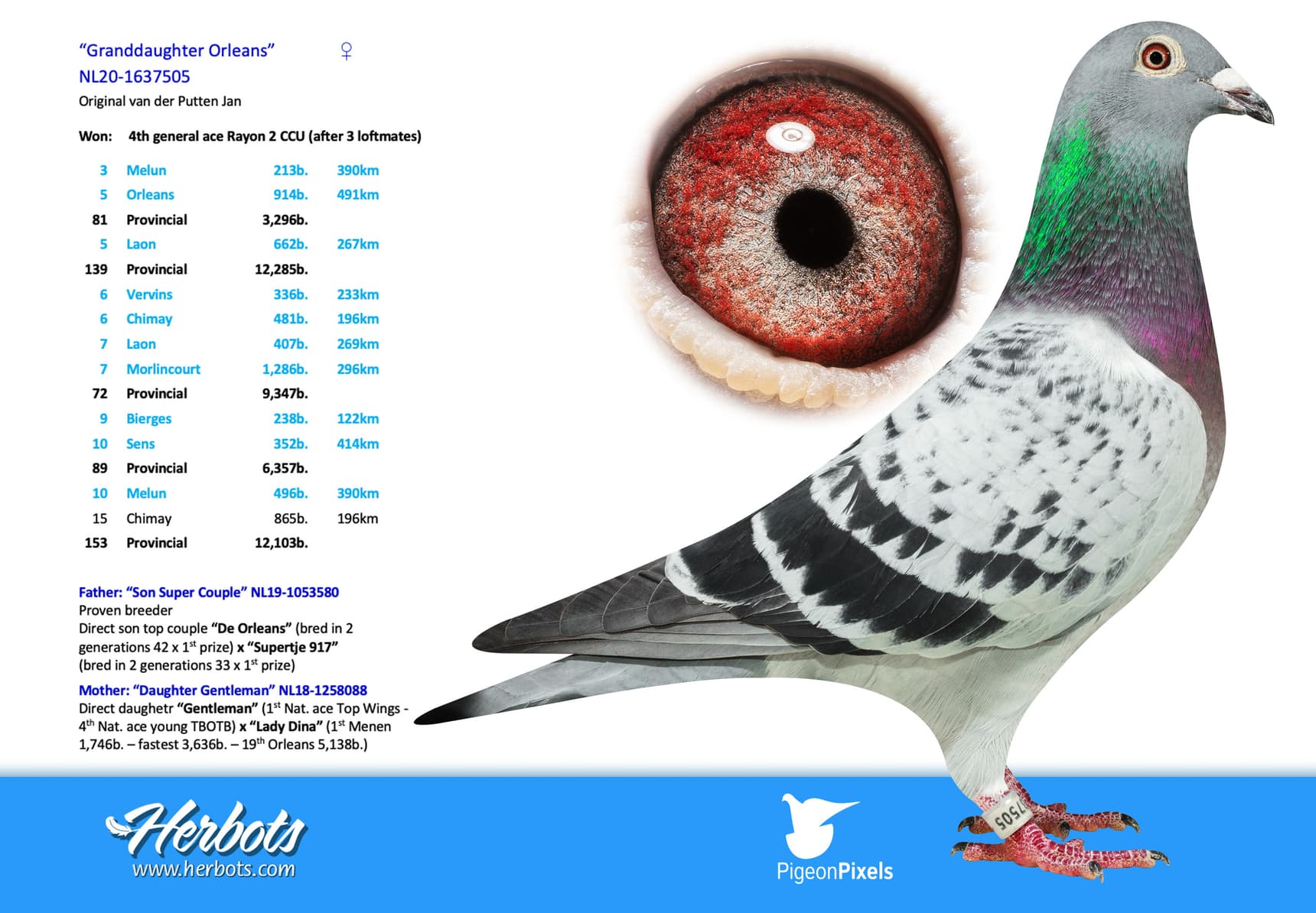 pigeon: undefined