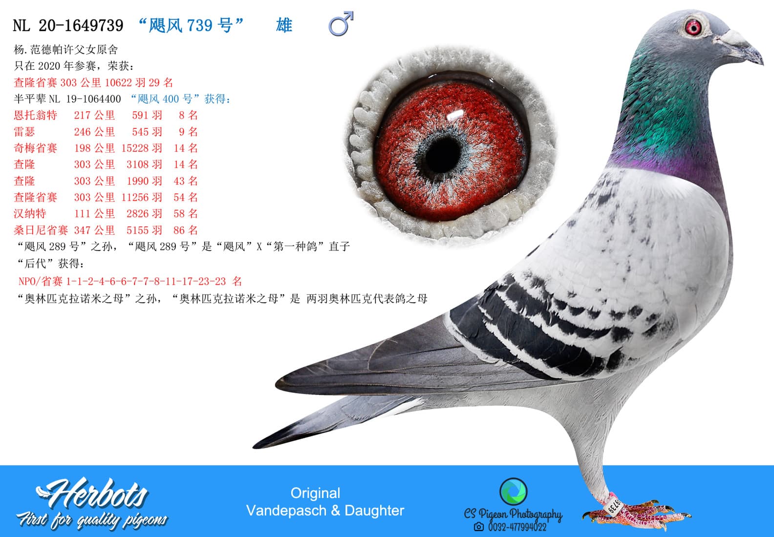 pigeon: undefined