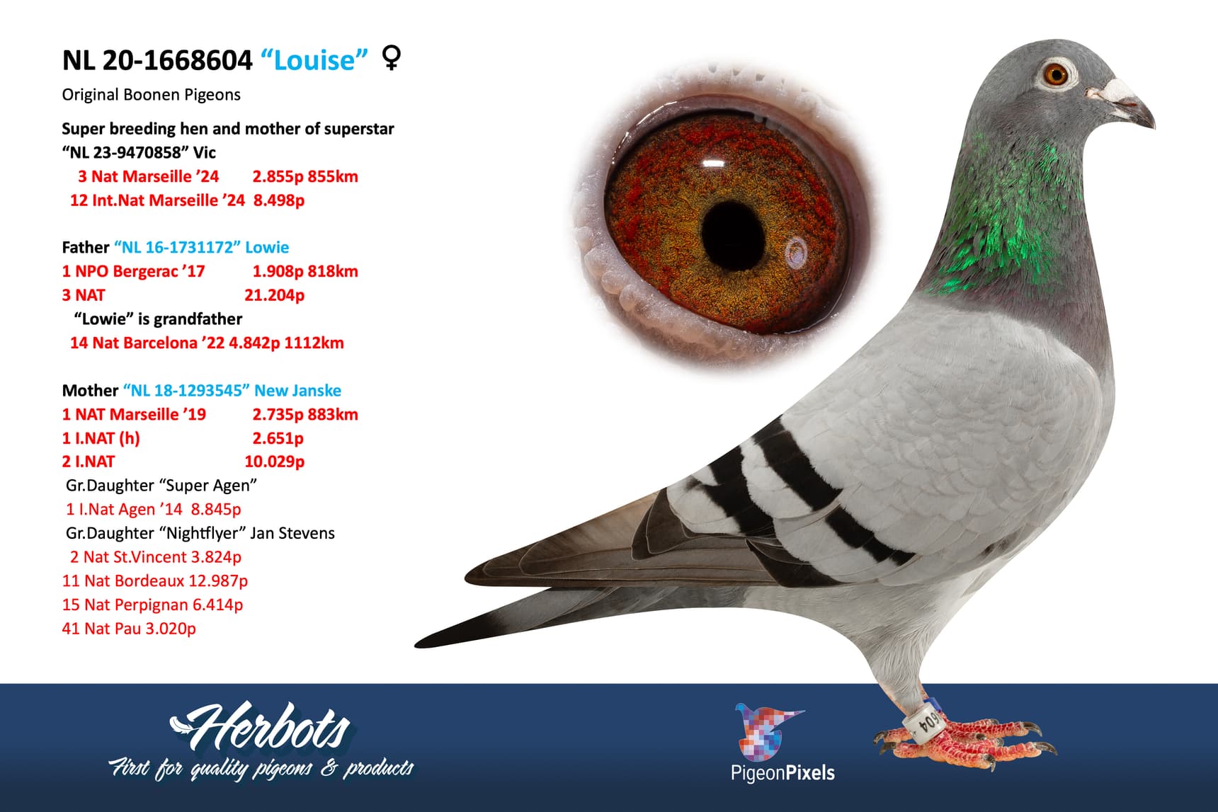 pigeon: undefined