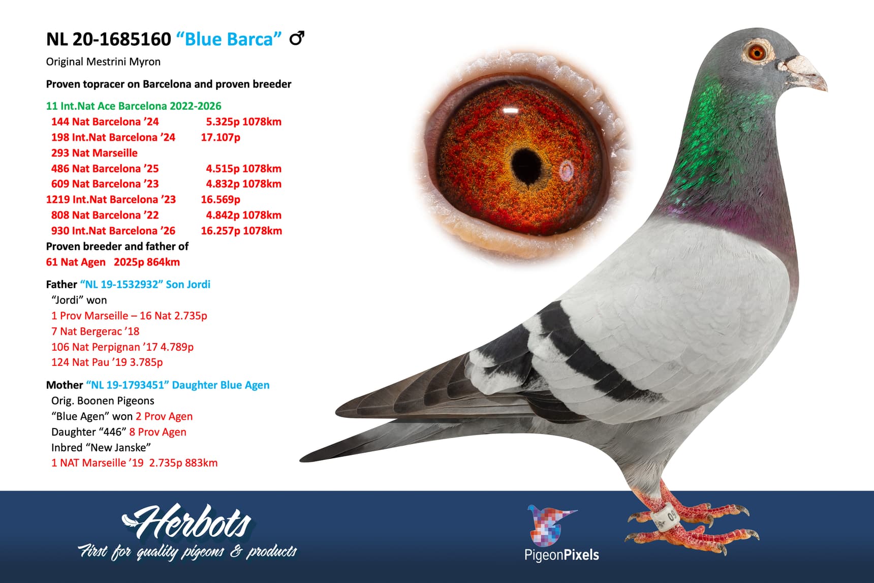 pigeon: undefined