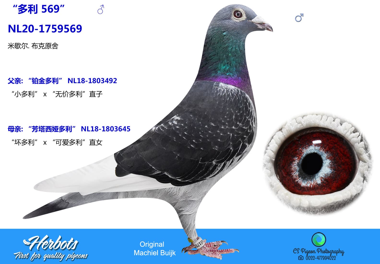 pigeon: undefined