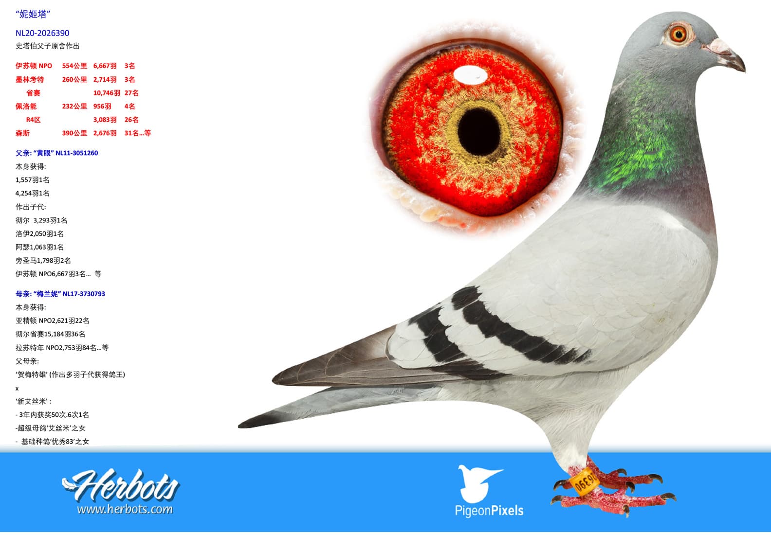 pigeon: undefined