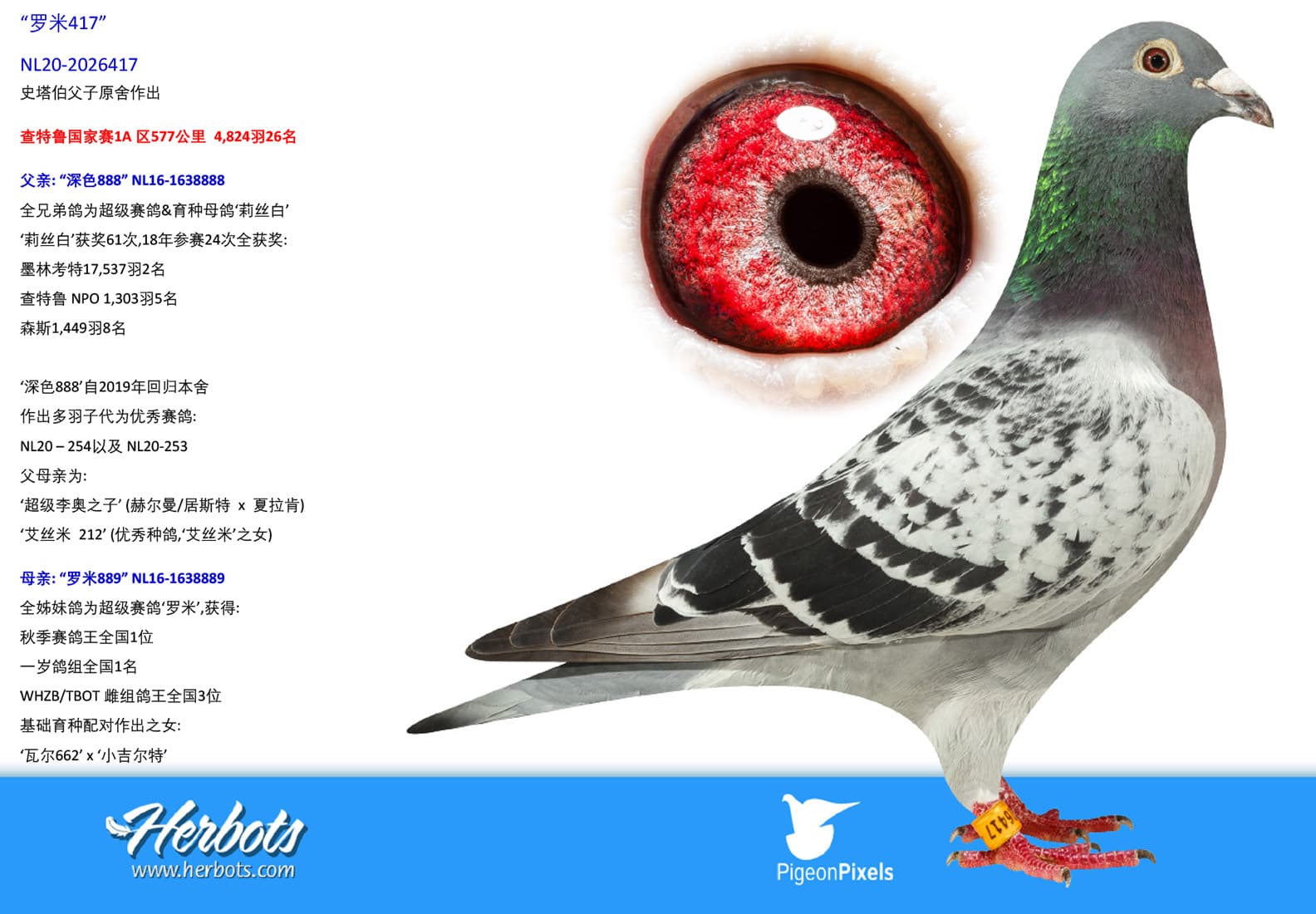 pigeon: undefined
