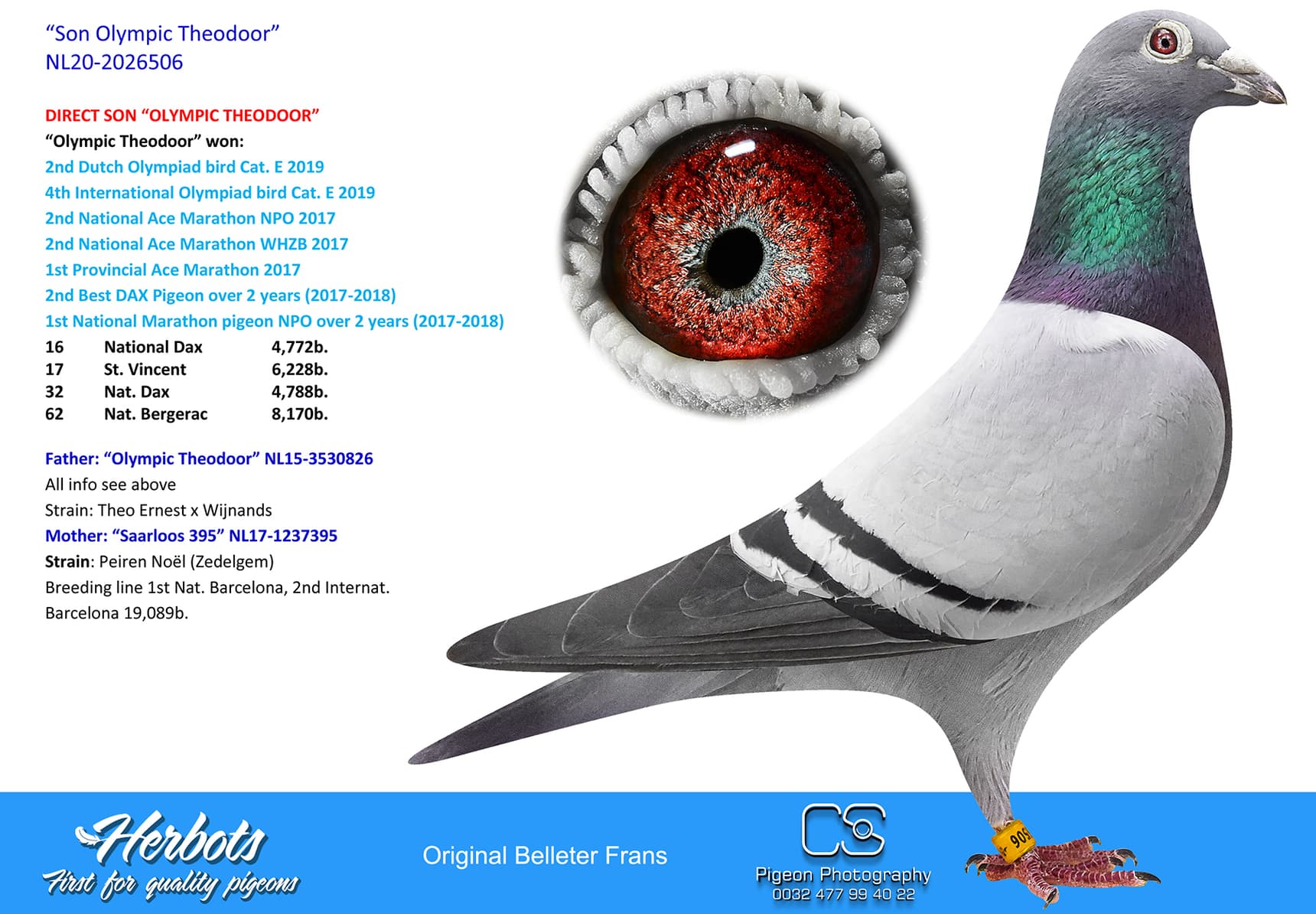pigeon: undefined