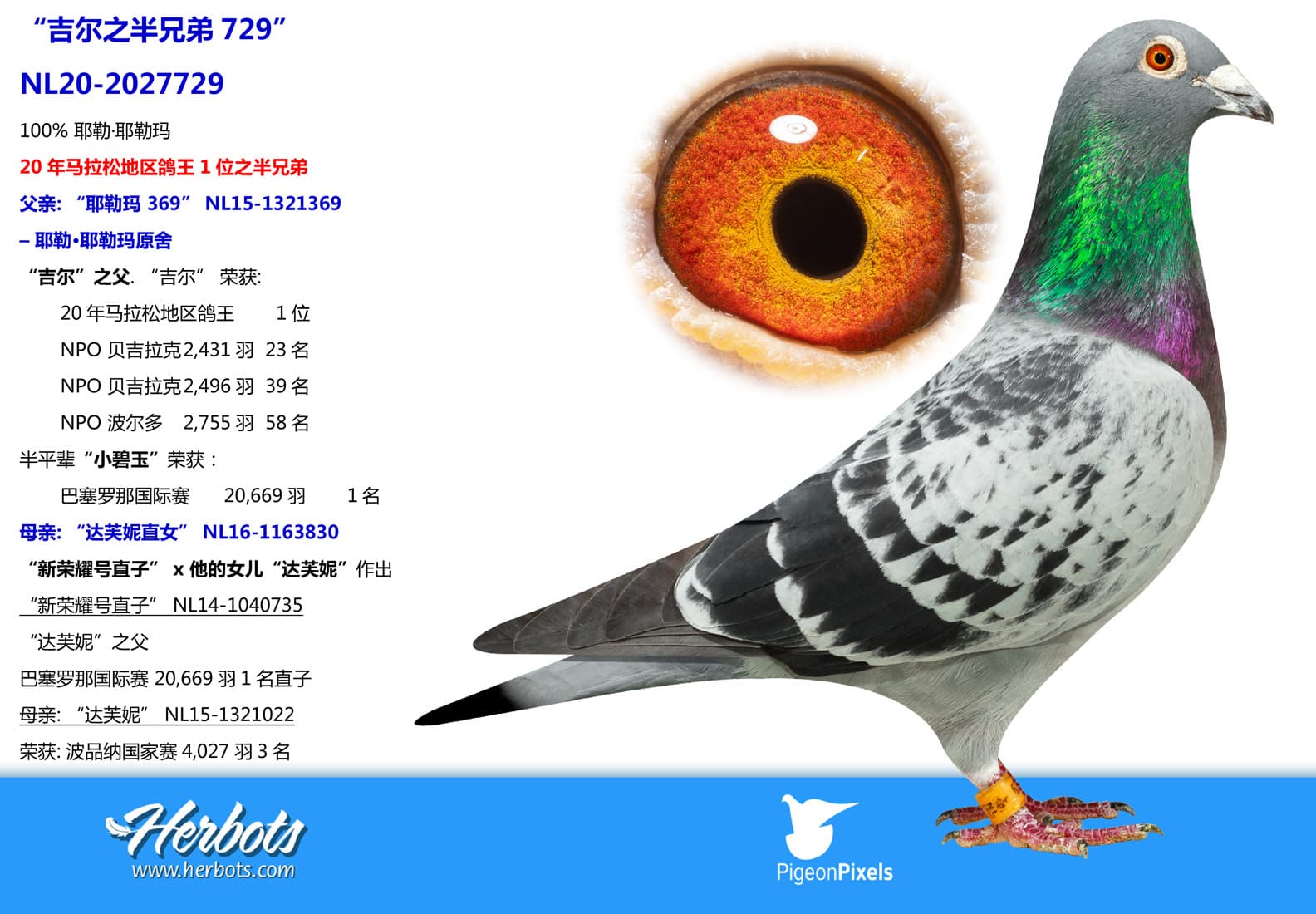pigeon: undefined