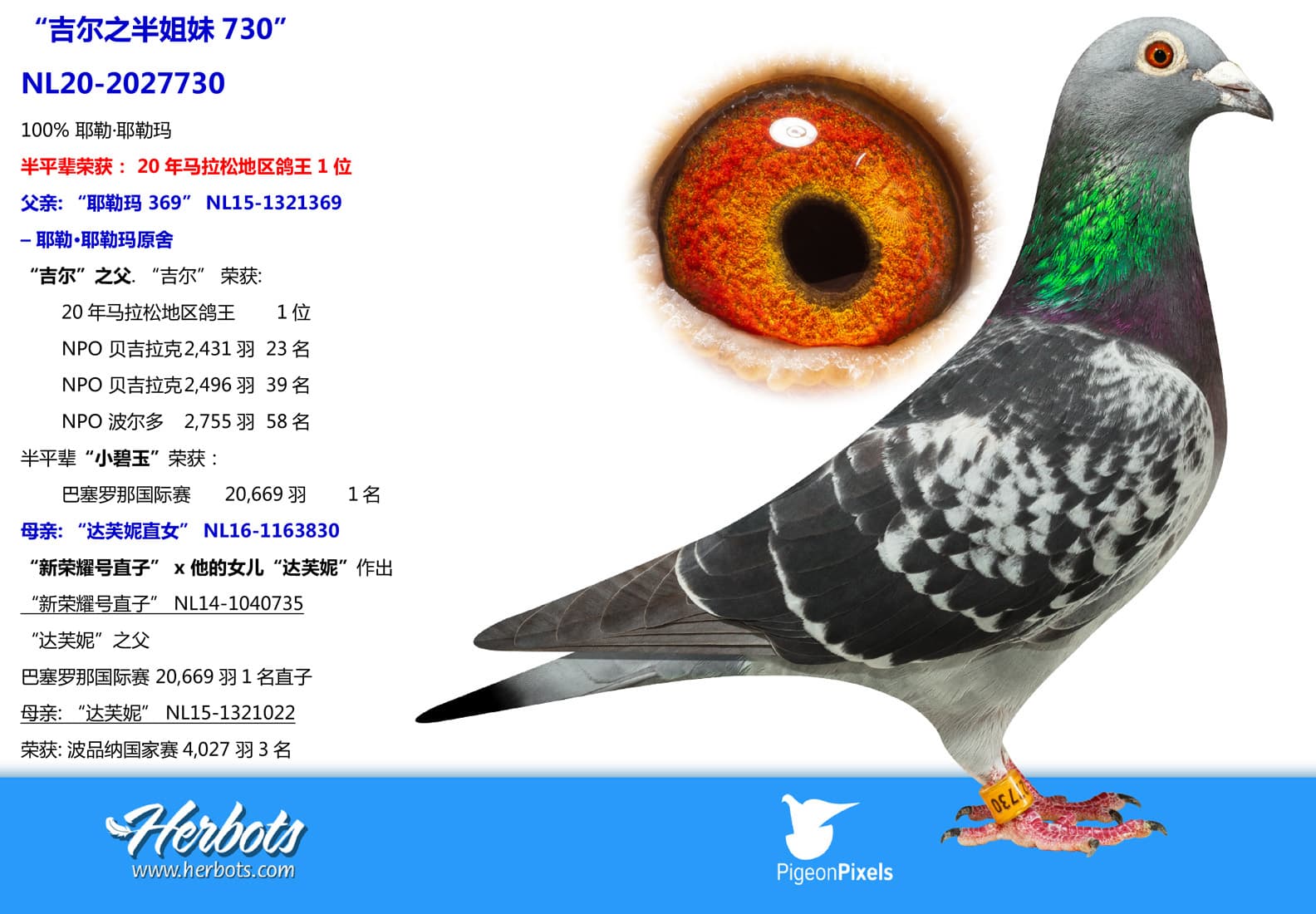 pigeon: undefined