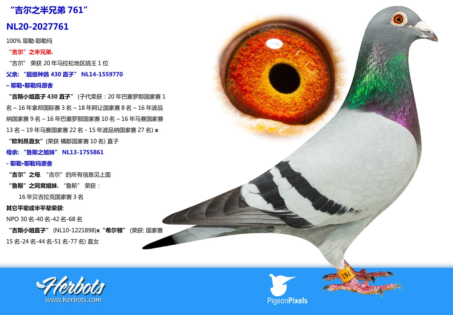 pigeon: undefined