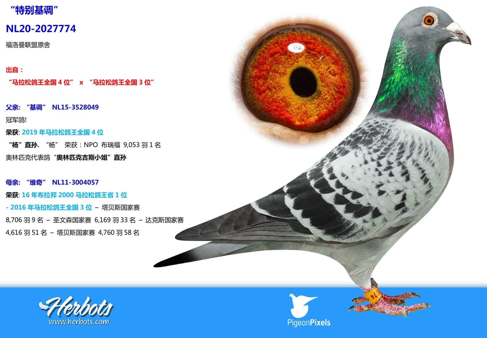 pigeon: undefined