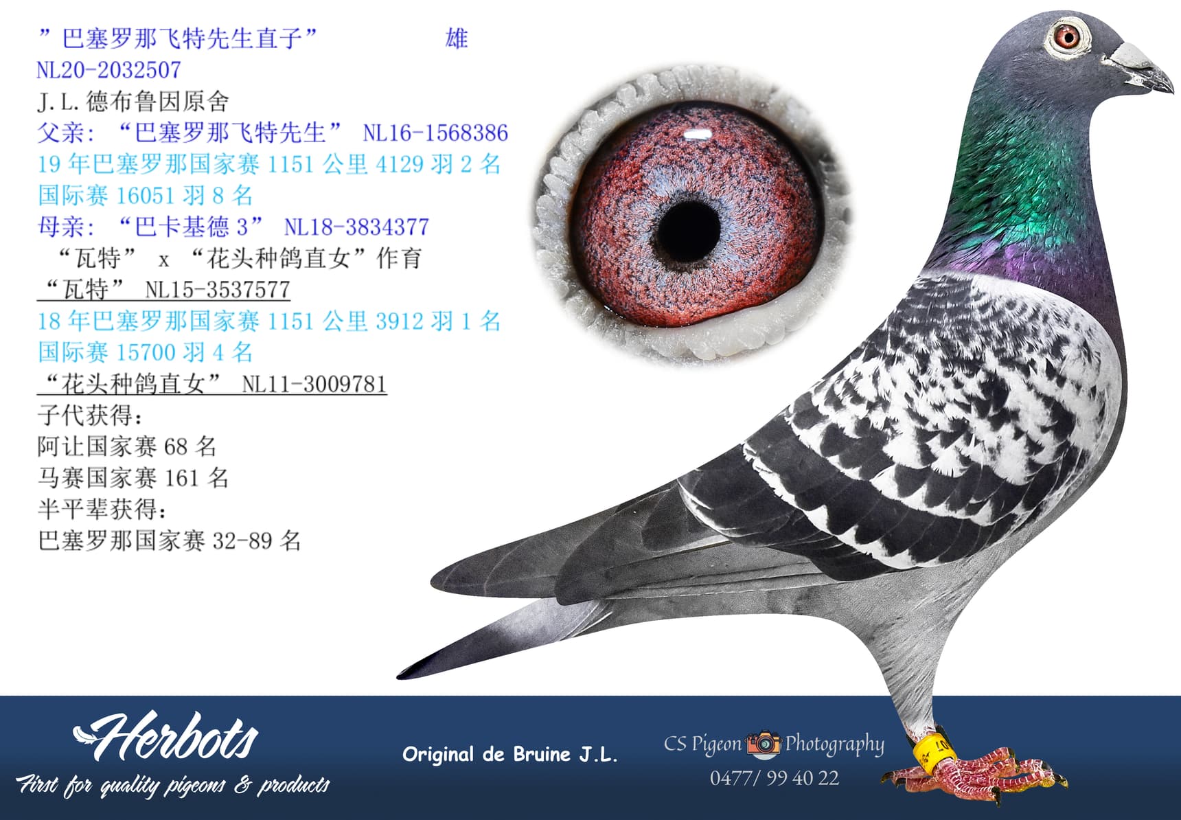pigeon: undefined
