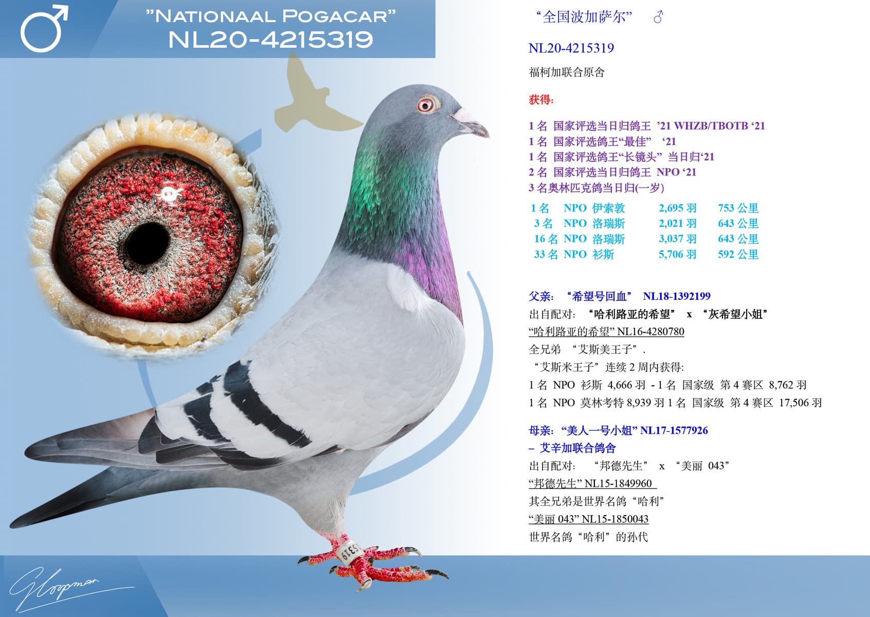 pigeon: undefined