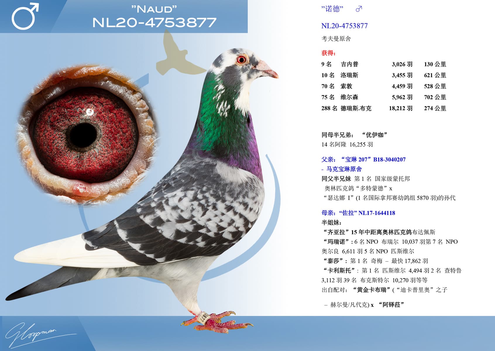 pigeon: undefined