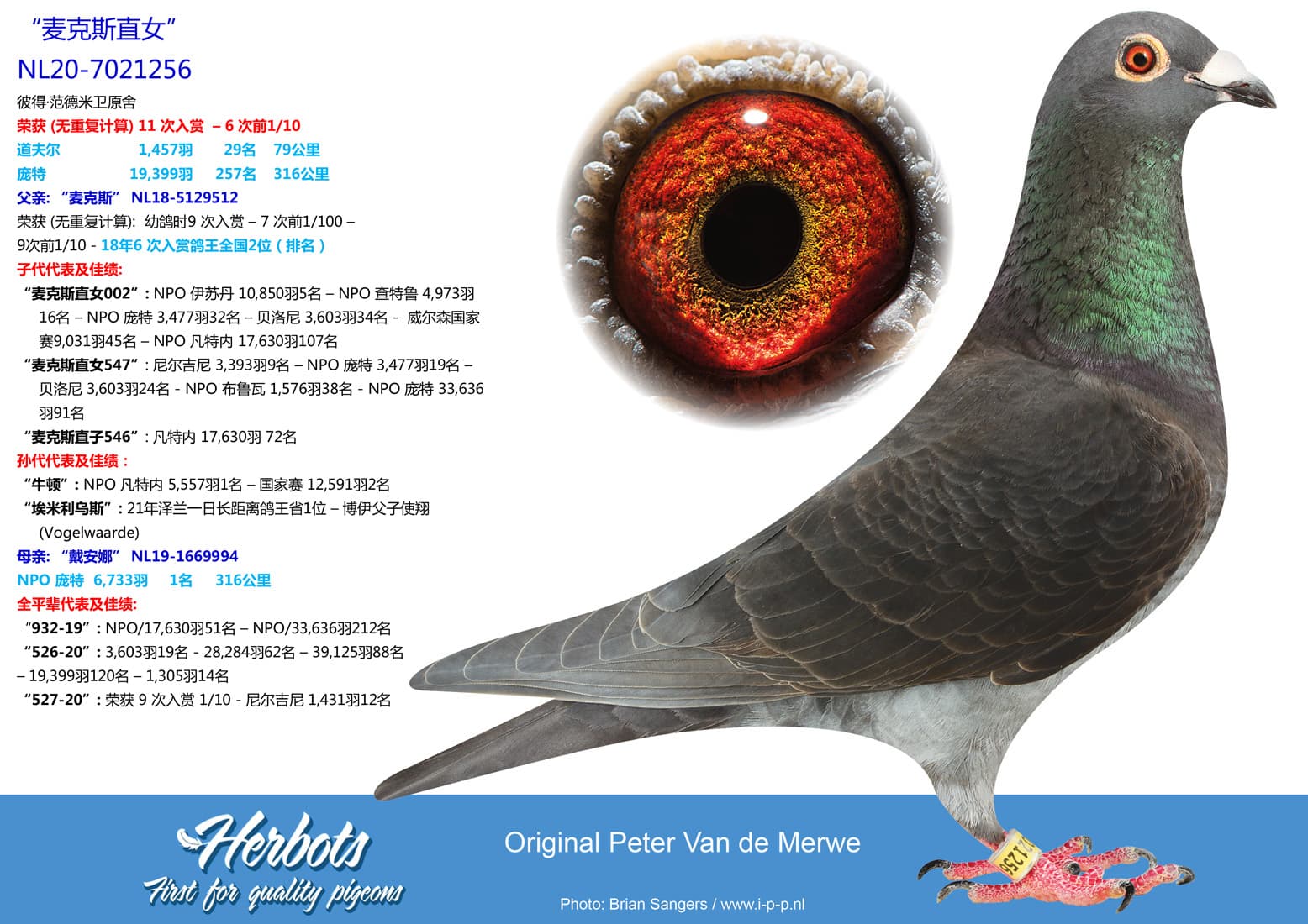 pigeon: undefined