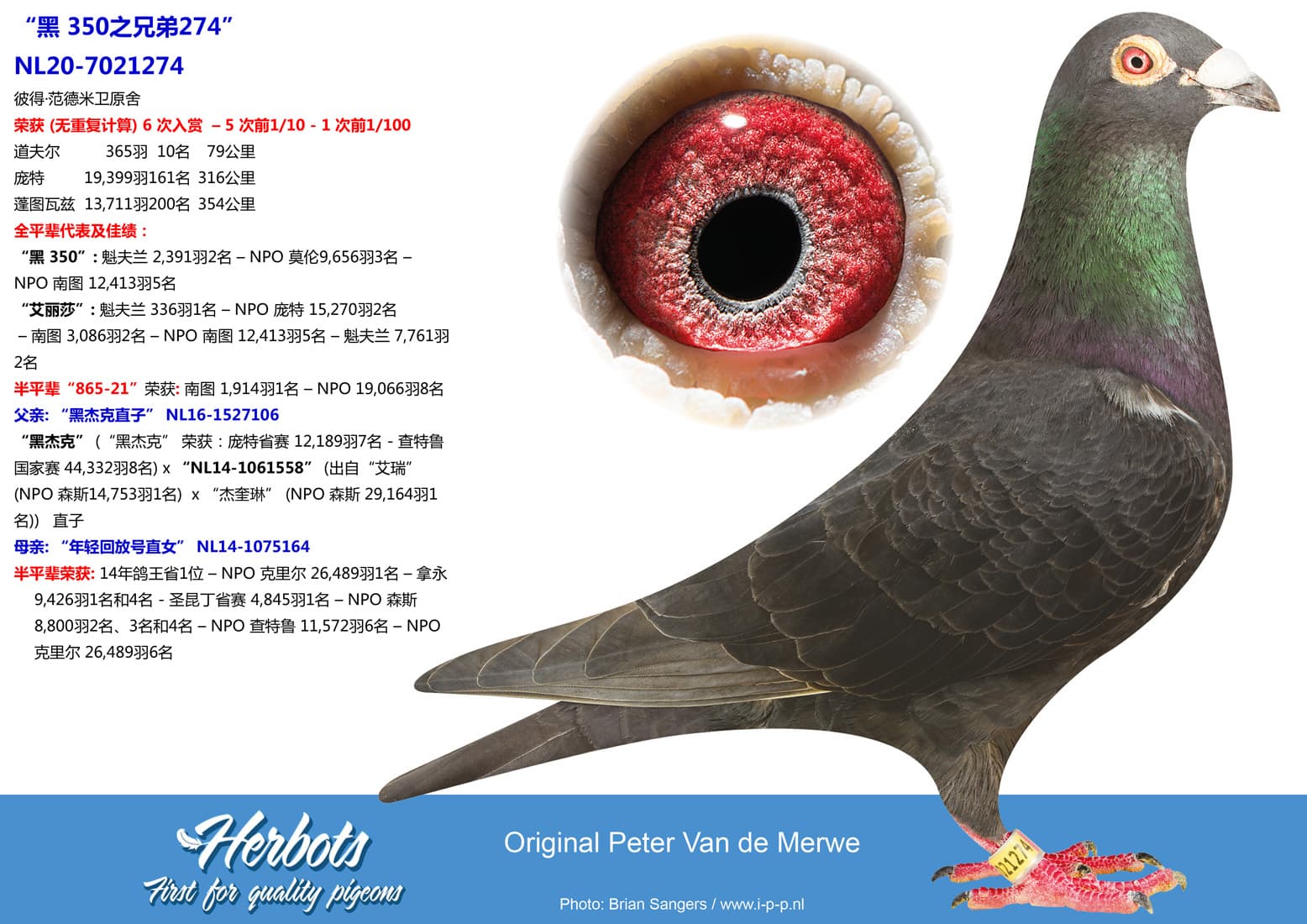 pigeon: undefined
