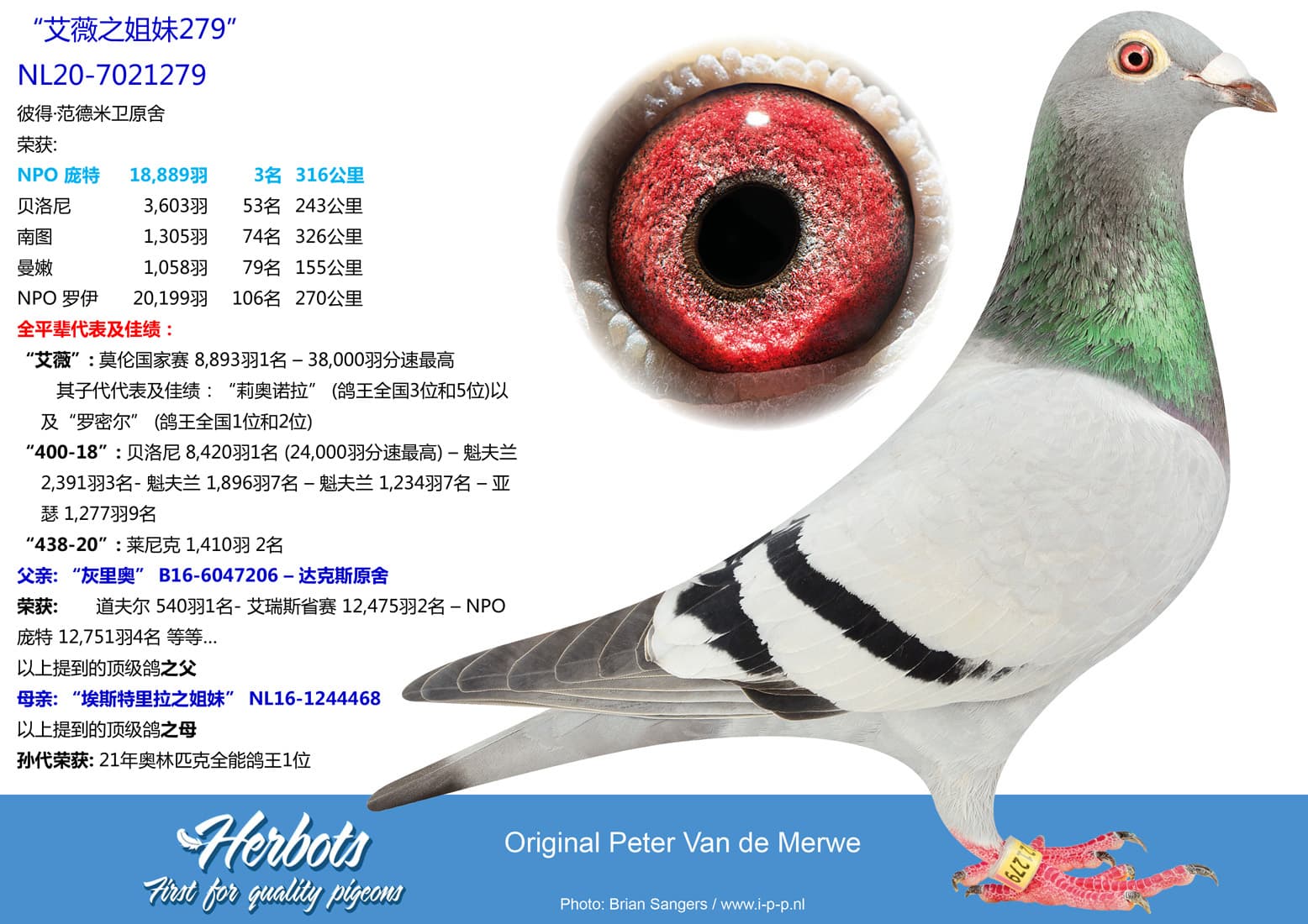 pigeon: undefined