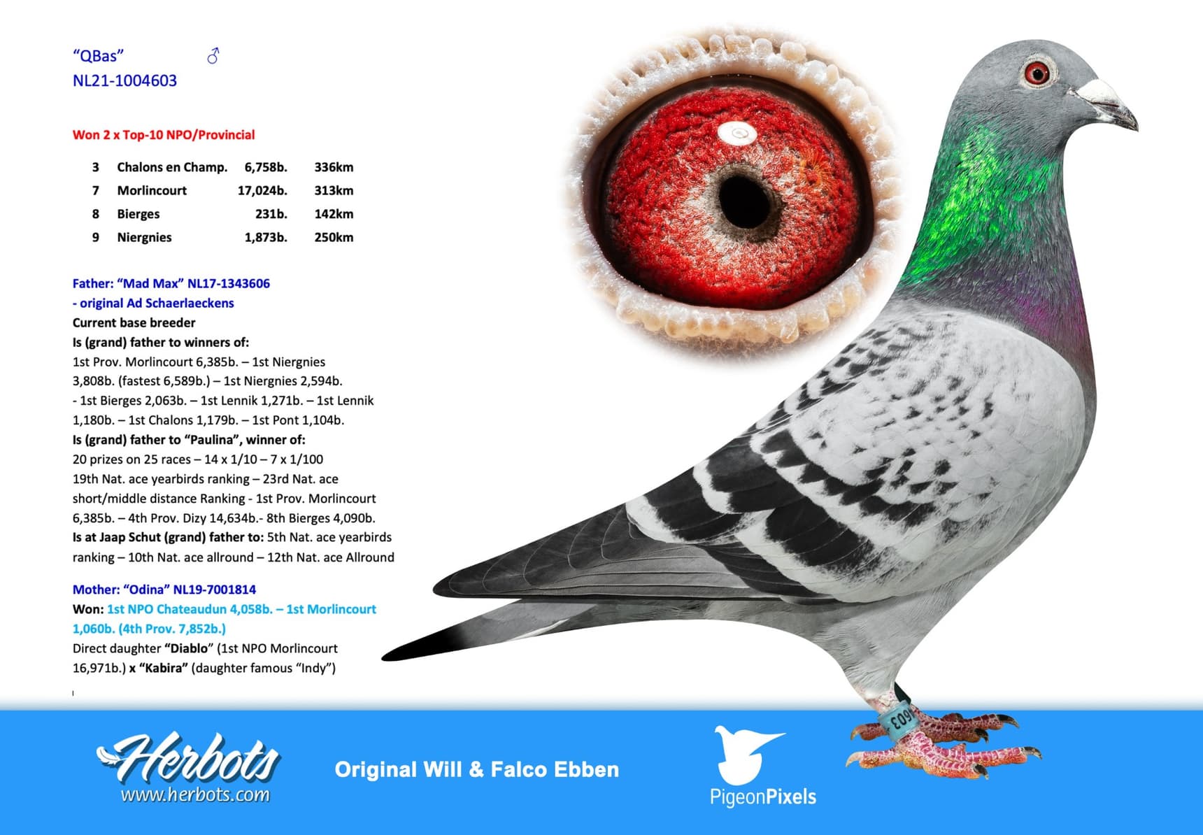 pigeon: undefined