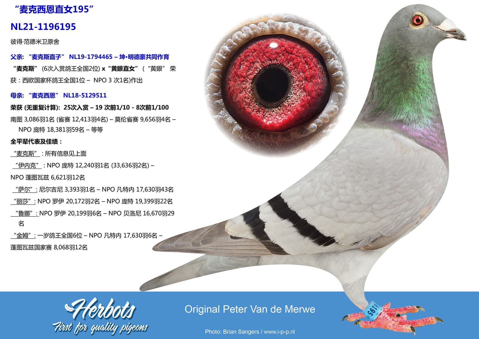 pigeon: undefined