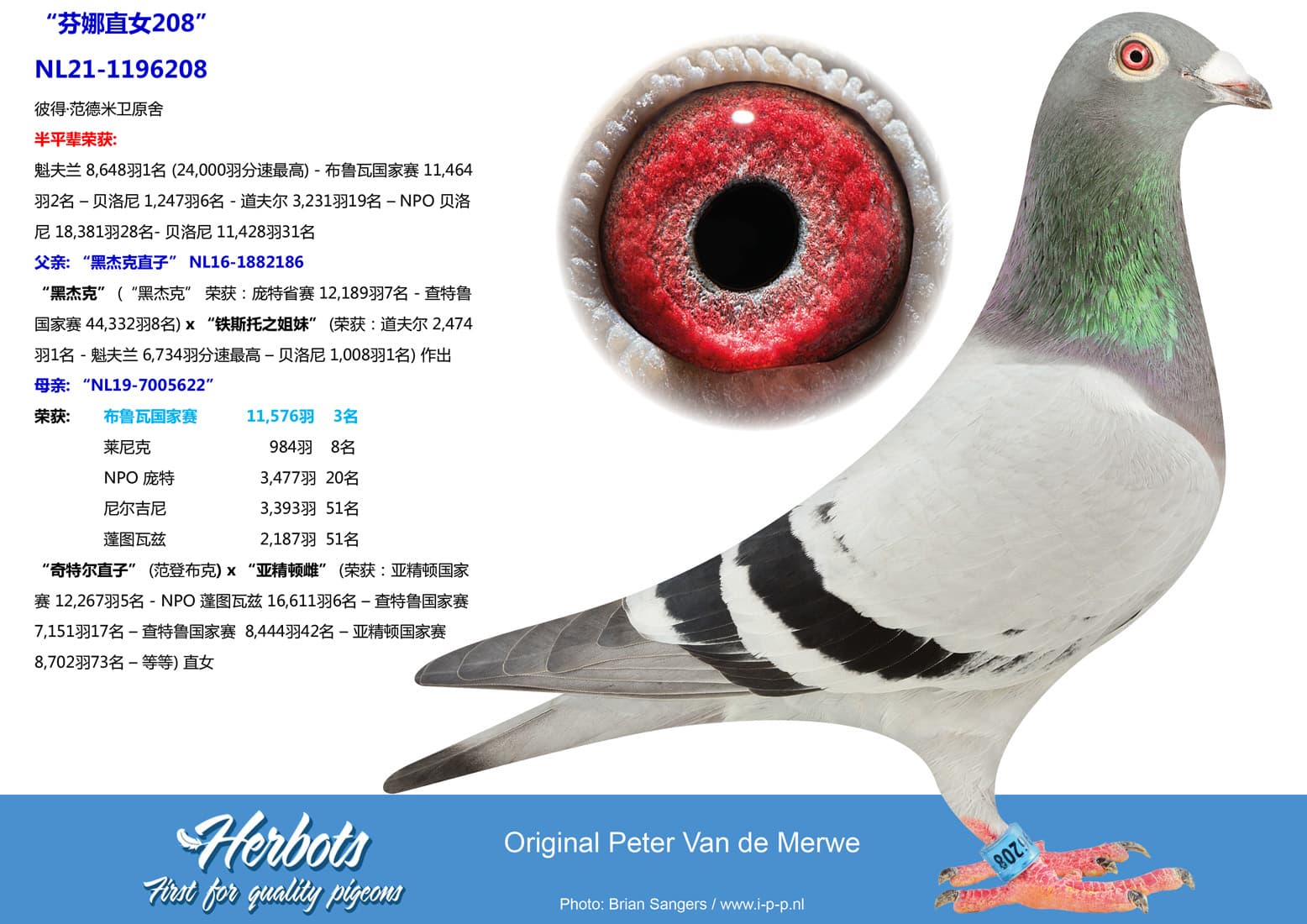 pigeon: undefined
