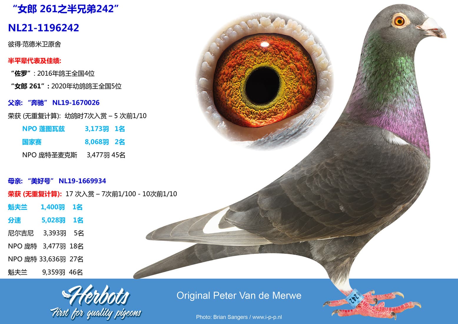 pigeon: undefined