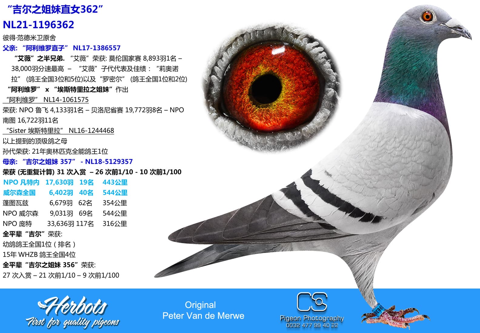 pigeon: undefined