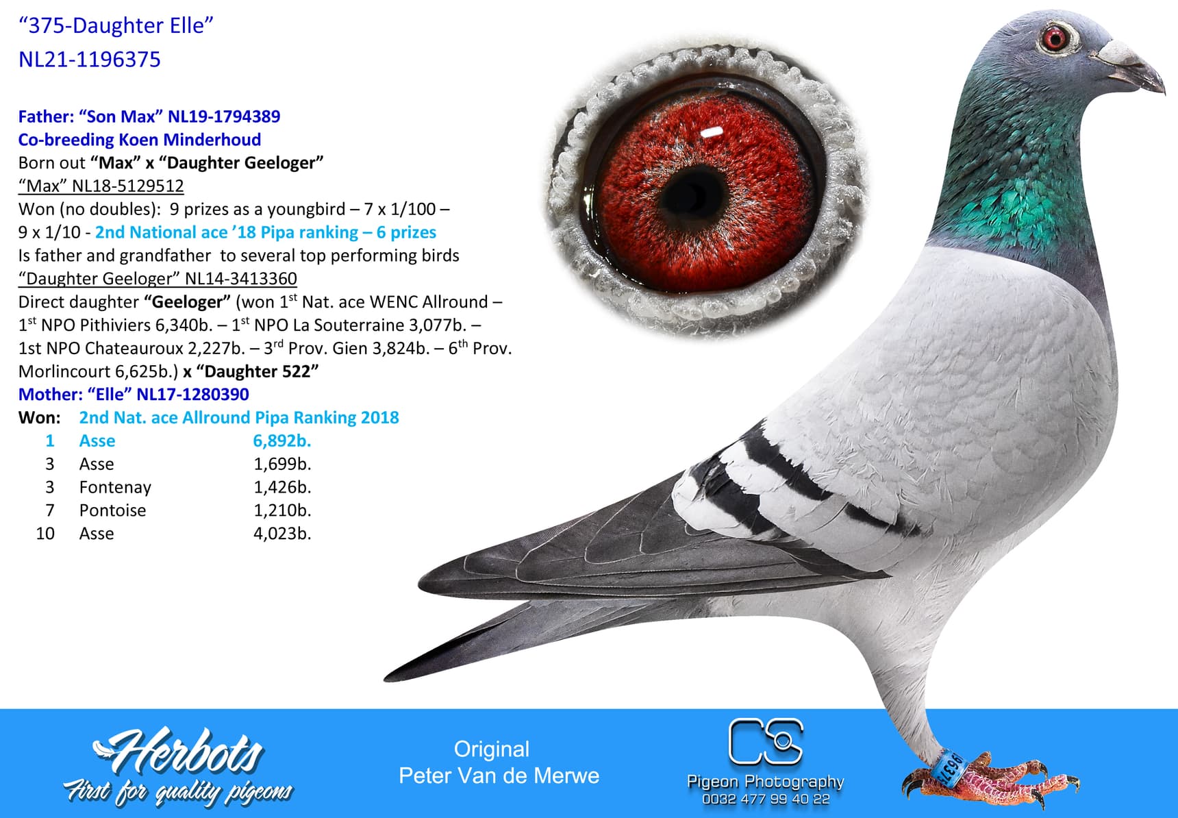 pigeon: undefined