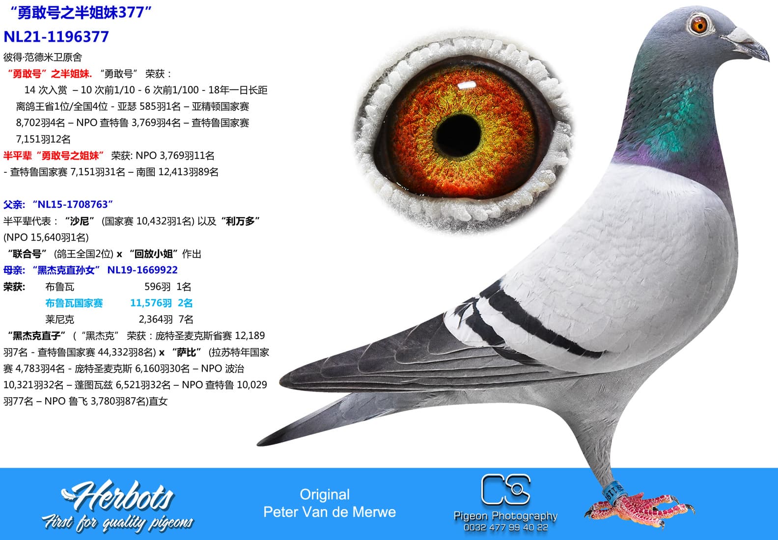 pigeon: undefined