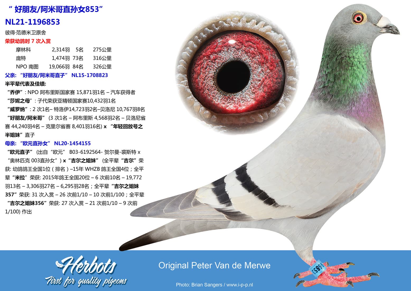 pigeon: undefined