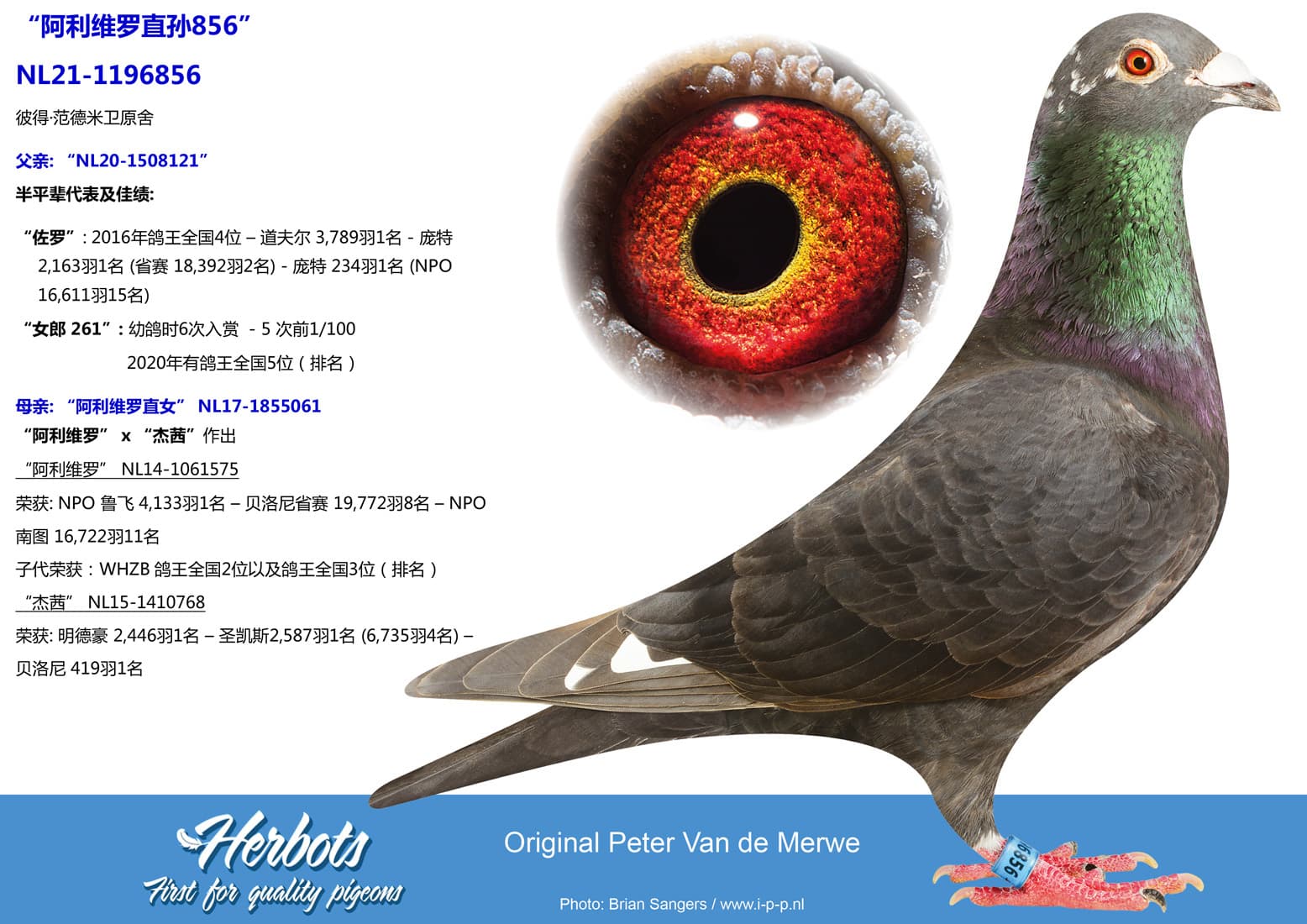 pigeon: undefined