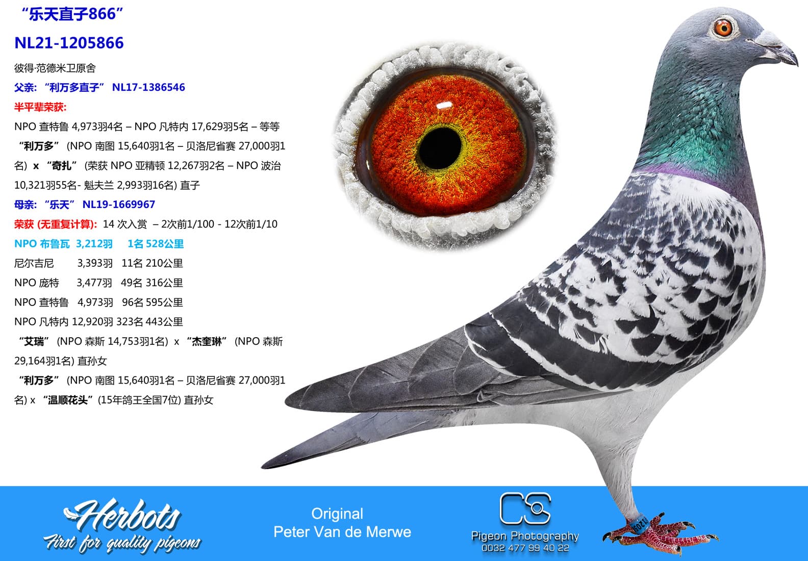 pigeon: undefined