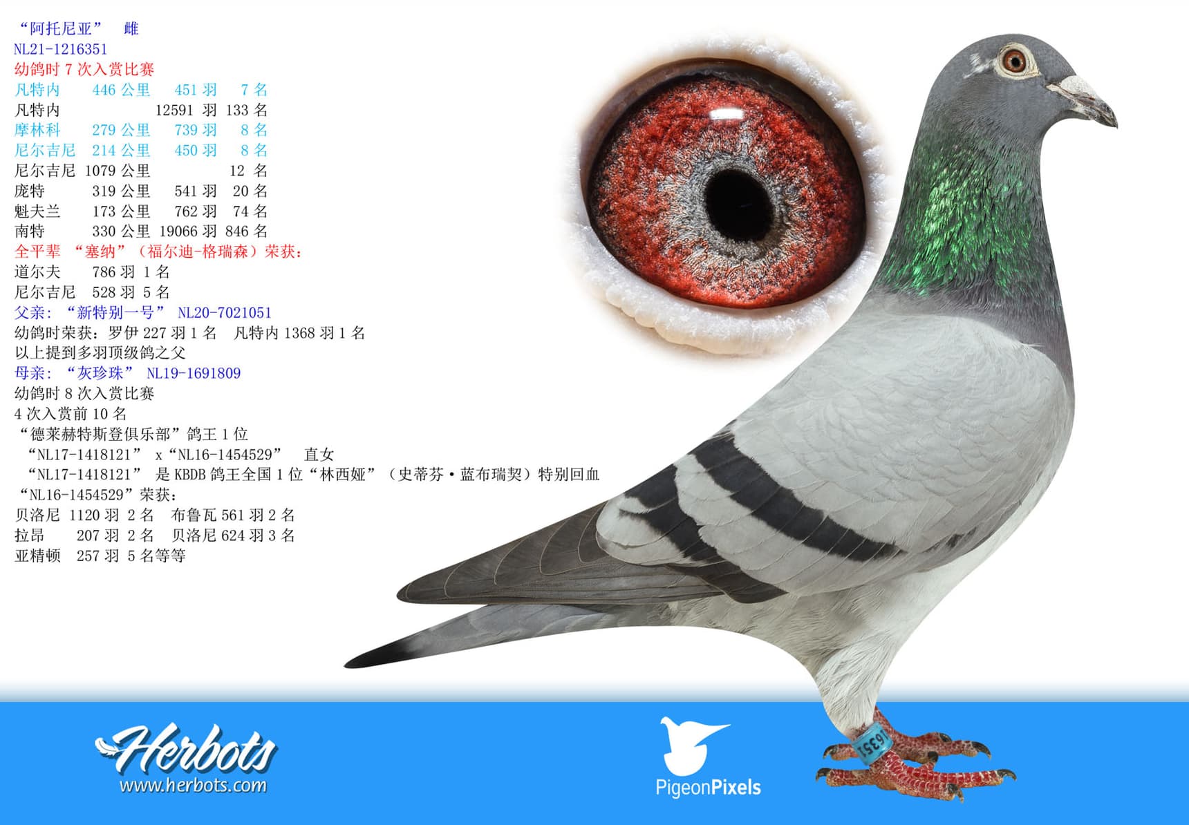 pigeon: undefined