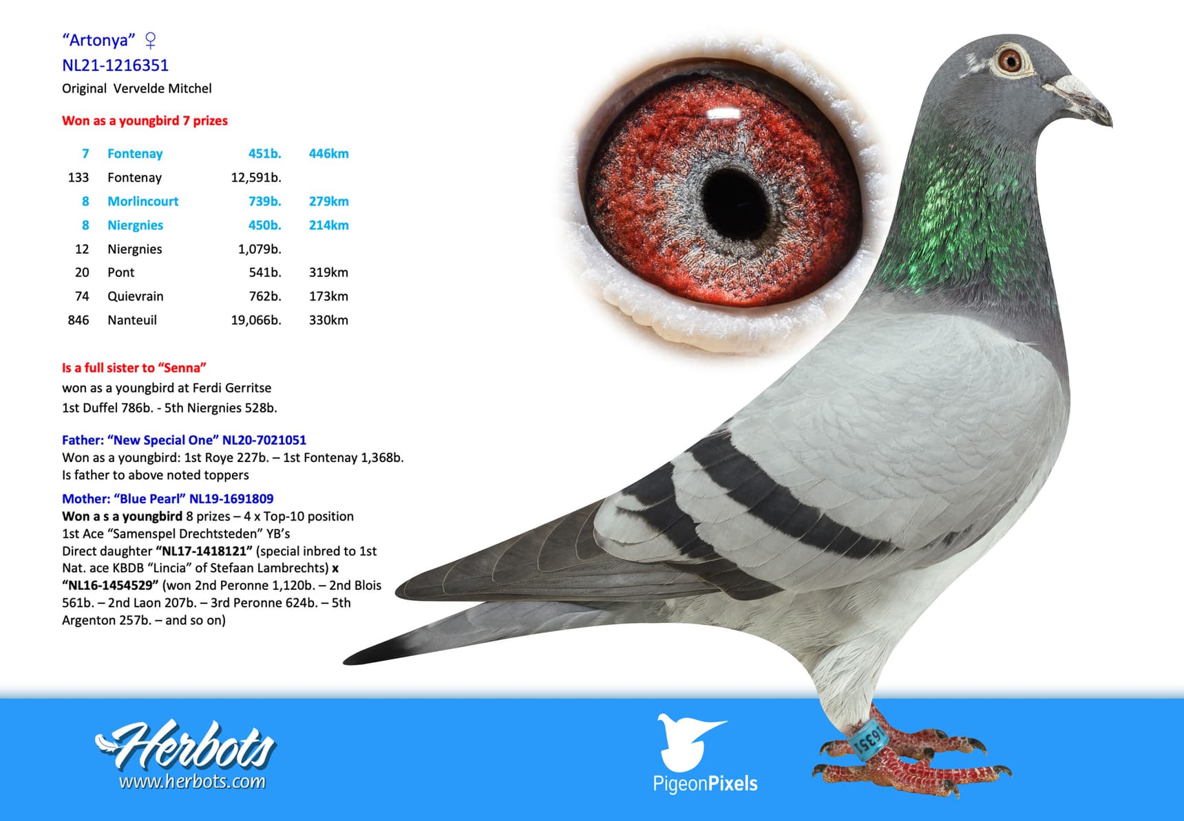 pigeon: undefined