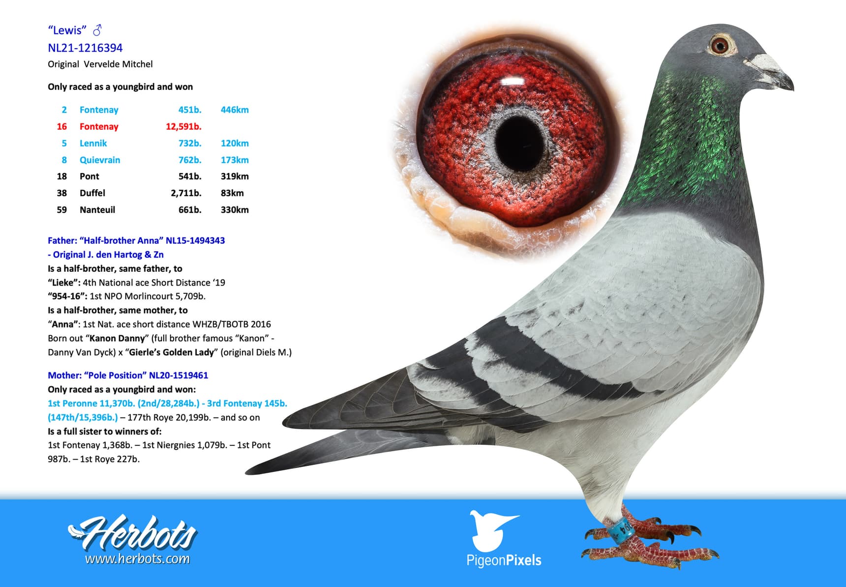 pigeon: undefined