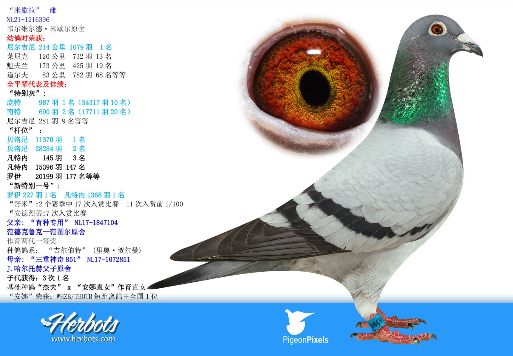 pigeon: undefined