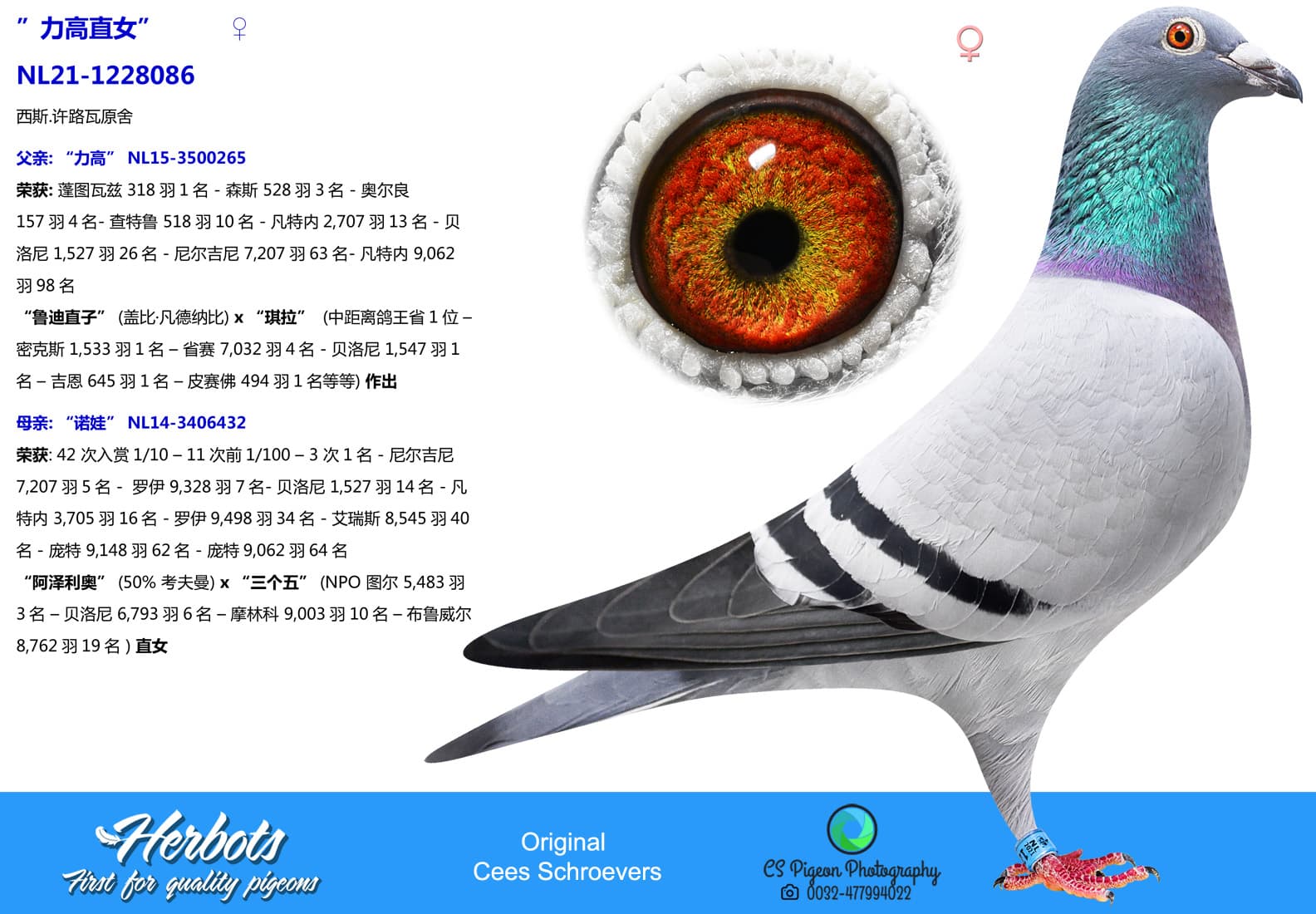 pigeon: undefined