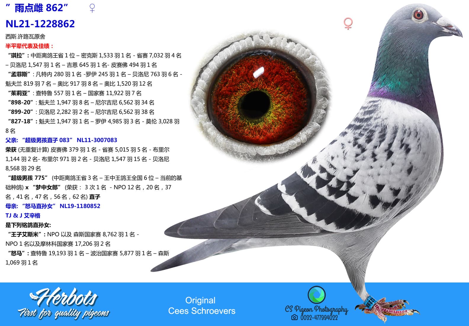 pigeon: undefined