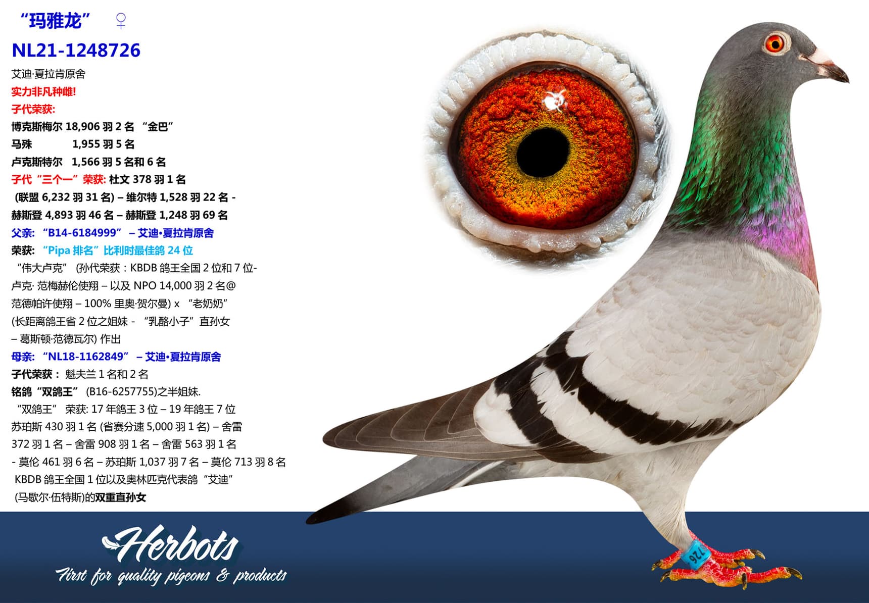 pigeon: undefined